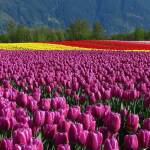 Tulip Garden Srinagar